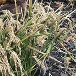 Oryza sativa Blad