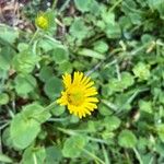 Doronicum columnae 花