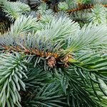 Picea engelmannii ഇല