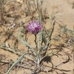 Jurinea cyanoides Flower