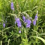 Veronica austriaca Flower