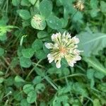 Trifolium repens花