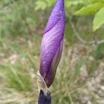 Iris cengialti 花