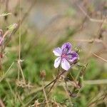 Erodium glandulosum Flower