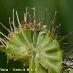 Oenanthe fistulosa Fruit