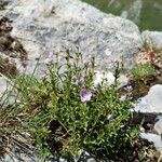 Veronica fruticulosa Flor