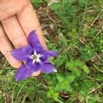 Aquilegia pyrenaica Λουλούδι