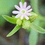 Silene apetala 花