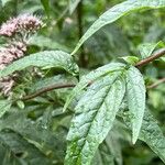 Eupatorium cannabinum Leaf