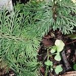 Pteris quadriaurita Hostoa