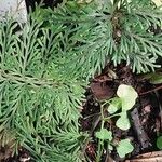 Pteris quadriaurita 葉