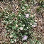 Centaurea deusta Çiçek