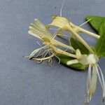 Lonicera japonica 花