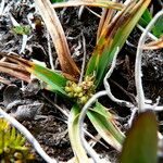 Carex brachycalama Λουλούδι