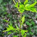 Euonymus verrucosus 叶