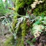 Poa bulbosa Fula