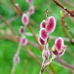 Salix gracilistyla फल