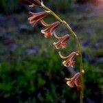 Dipcadi serotinum Blüte