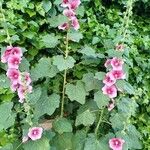 Alcea rosea花