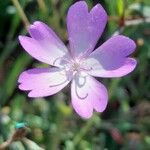 Eudianthe coeli-rosa Flower