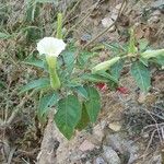 Datura innoxia Diğer