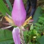 Musa ornata Flower
