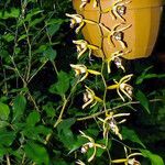 Dendrobium munificum Flor