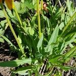 Agoseris aurantiaca Fuelha