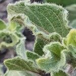 Ruellia bignoniiflora Leaf