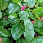 Aptenia cordifolia 整株植物