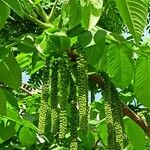 Juglans mandshurica Cvet