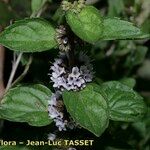 Mentha × gracilis Other