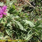 Centaurea jordaniana 形態