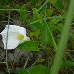 Ipomoea imperati Leaf