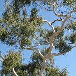 Eucalyptus camaldulensis Blad