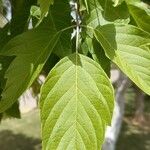 Acer velutinum Leaf