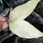 Julbernardia pellegriniana Hoja