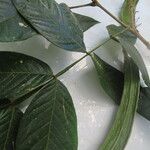 Inga sapindoides Hoja