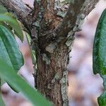 Rhododendron argyrophyllum Bark