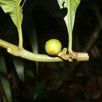 Solanum rovirosanum Плод