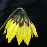 Cremanthodium reniforme Fleur