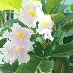 Tabebuia rosea फूल