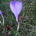 Crocus nudiflorus موطن