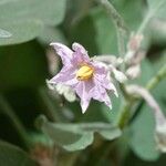 Solanum melongena Blüte