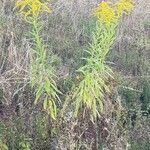 Solidago canadensisBlüte