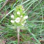 Prunella laciniata Fula