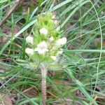 Prunella laciniata Fleur