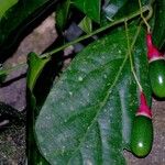 Ocotea meziana Fruto