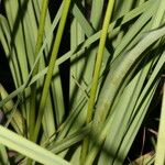Schoenocaulon officinale Casca