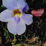 Thunbergia laurifolia Květ